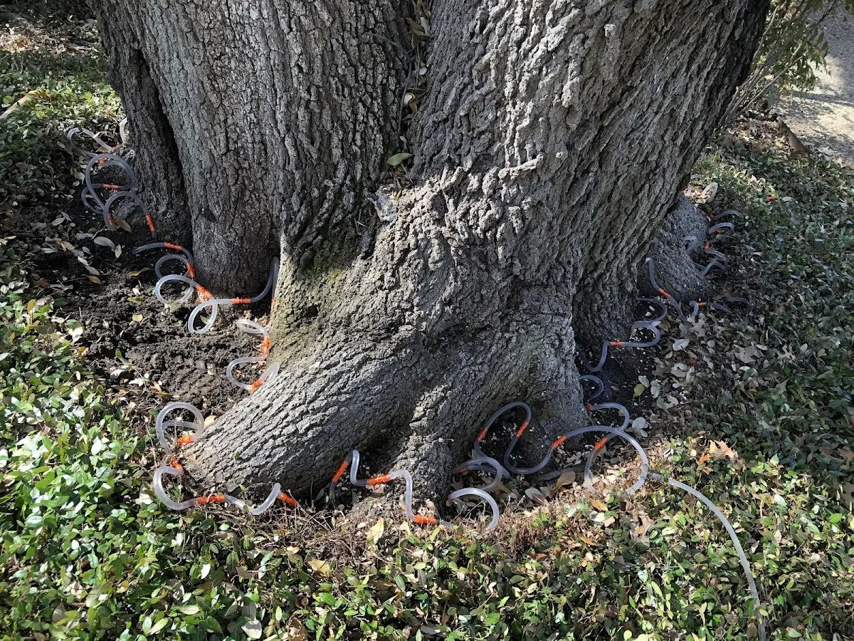 Detailed Tree Cabling and Bracing job site in Gage